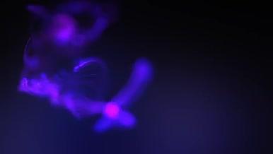 神秘紫色线条粒子变换展示AE模板视频的预览图